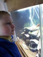 Harvey with his very own tank and newly arrived fish!  &raquo; Click to zoom ->