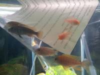 More fish being given a new home  &raquo; Click to zoom ->